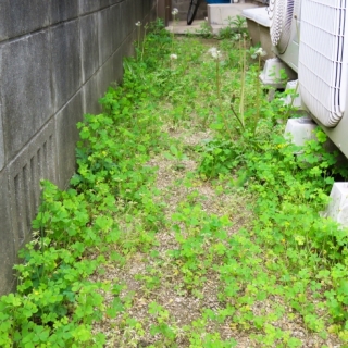 手間を減らす雑草対策とおすすめの舗装方法