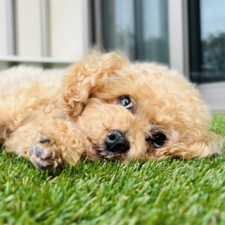 ドッグランだけじゃない！愛犬と家族が楽しめる庭づくり
